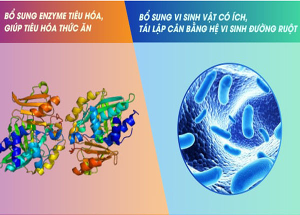 Enzyme L G Kh M Ph B M T C A Ch T X C T C Sinh H C V T M Quan