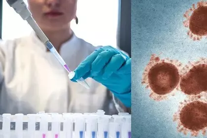 WHO xem xét nguy cơ đậu mùa khỉ có thể lây lan qua quan hệ tình dục