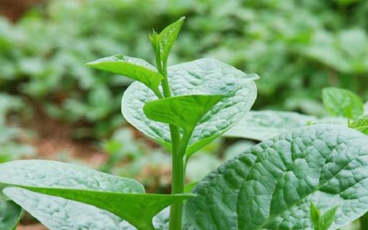 Công dụng tốt cho tiêu hóa của rau mồng tơi