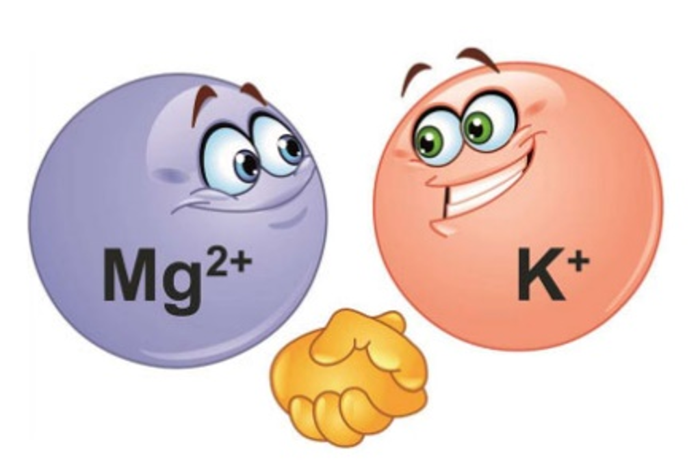 ROLE OF KALI, MAGNESIUM SUPPLEMENTATION IN PROTECTION AND TREATMENT OF SOME INTERNAL DISEASES