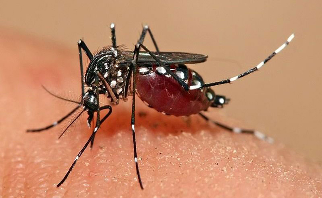 The number of dengue cases is increasing