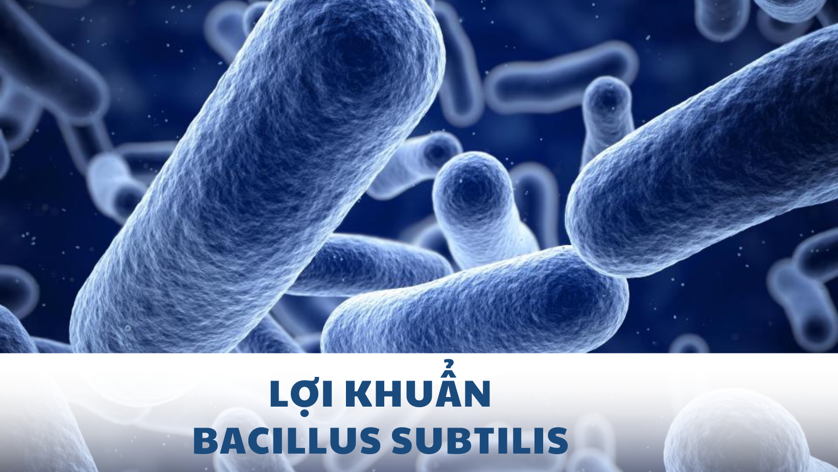Tăng cường hoạt động hệ vi sinh đường ruột với việc bổ sung lợi khuẩn Bacillus subtilis